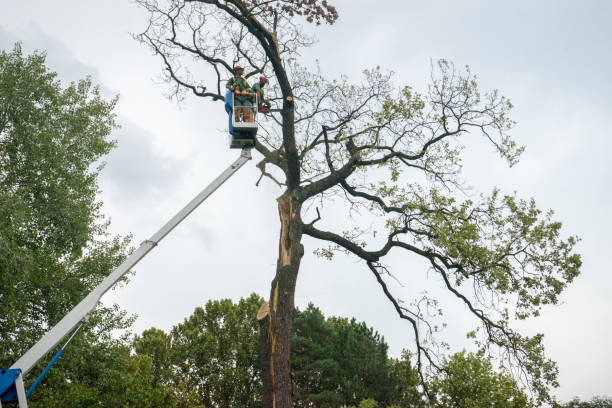 Best Firewood Processing and Delivery  in Van, TX