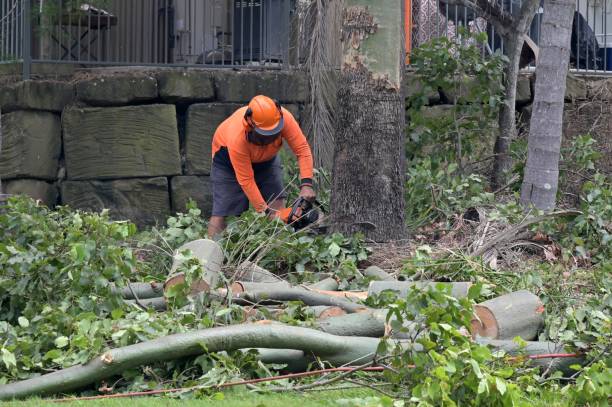 How Our Tree Care Process Works  in  Van, TX