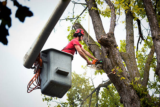 Best Leaf Removal  in Van, TX